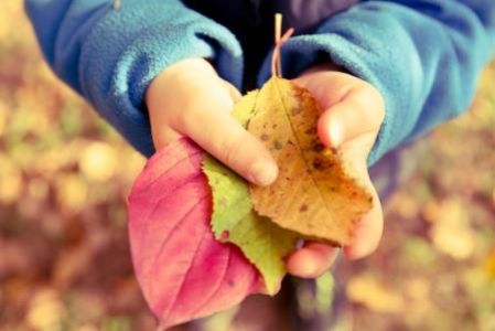 Haende halten bunte Herbstblaetter 