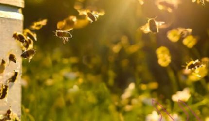 Fliegende Bienen am Bienenstock