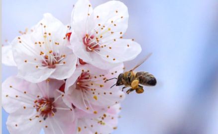 Titelfoto Geschaeftsbericht 2024/2025 - Biene sitzt auf einer Apfelblüte